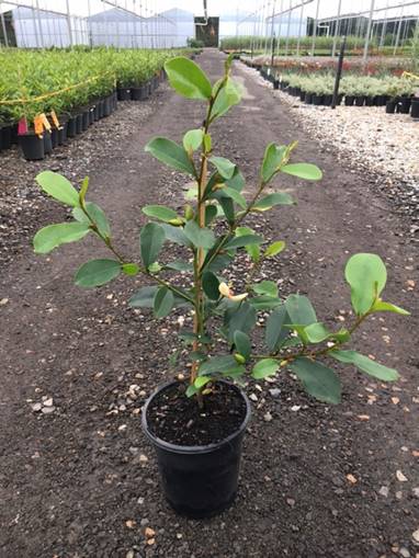 Magnolia Little Sarah - Ladybird Nursery
