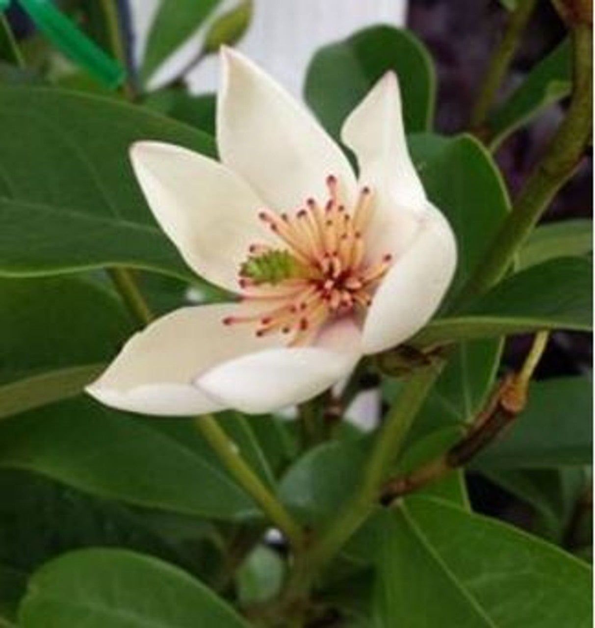 Magnolia Little Sarah