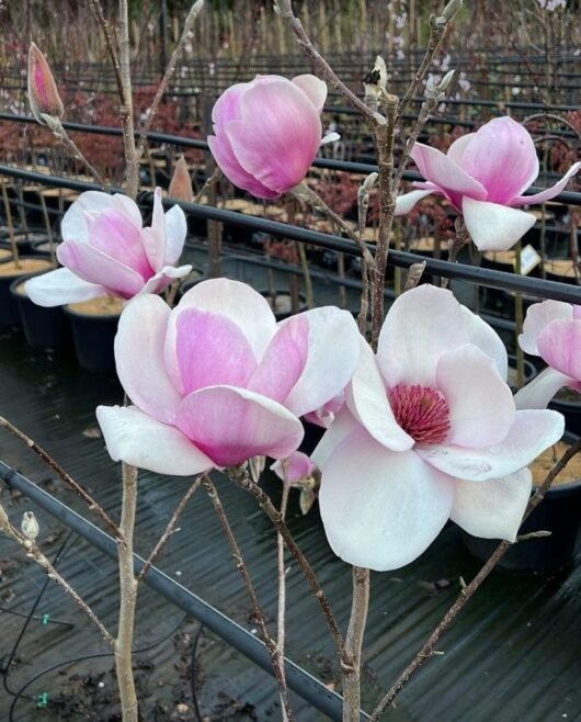 Magnolia (Magnolia Iolanthe) - Ladybird Nursery