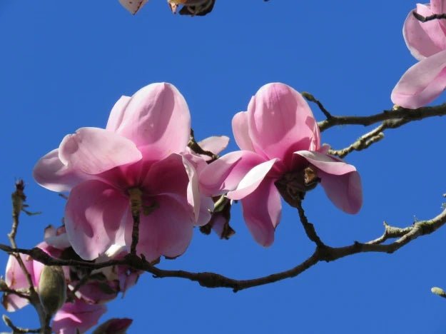 Magnolia (Magnolia Iolanthe) - Ladybird Nursery