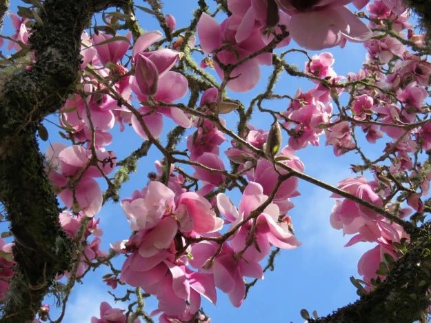 Magnolia (Magnolia Iolanthe) - Ladybird Nursery