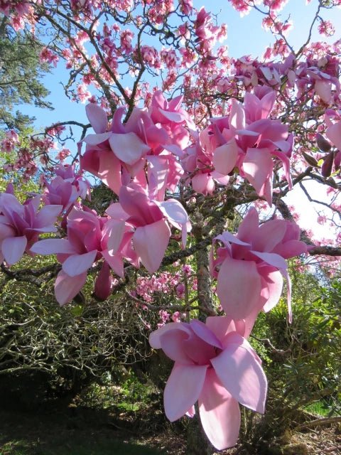 Magnolia (Magnolia Iolanthe) - Ladybird Nursery