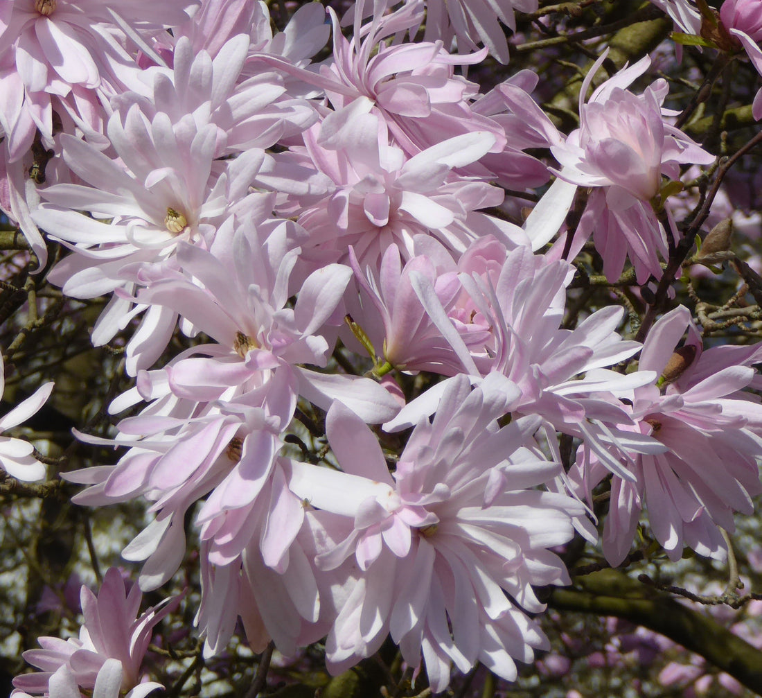 Magnolia Massey Rose (Magnolia stellata) - Ladybird Nursery