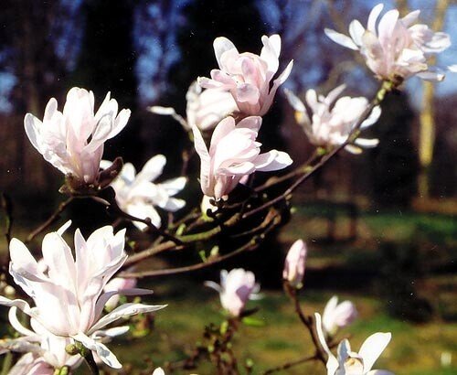 Magnolia Massey Rose (Magnolia stellata) - Ladybird Nursery