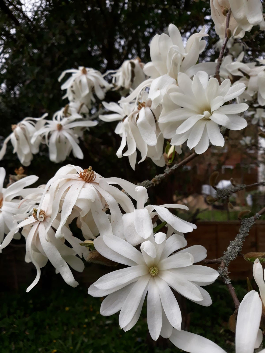 Magnolia Massey Rose (Magnolia stellata) - Ladybird Nursery