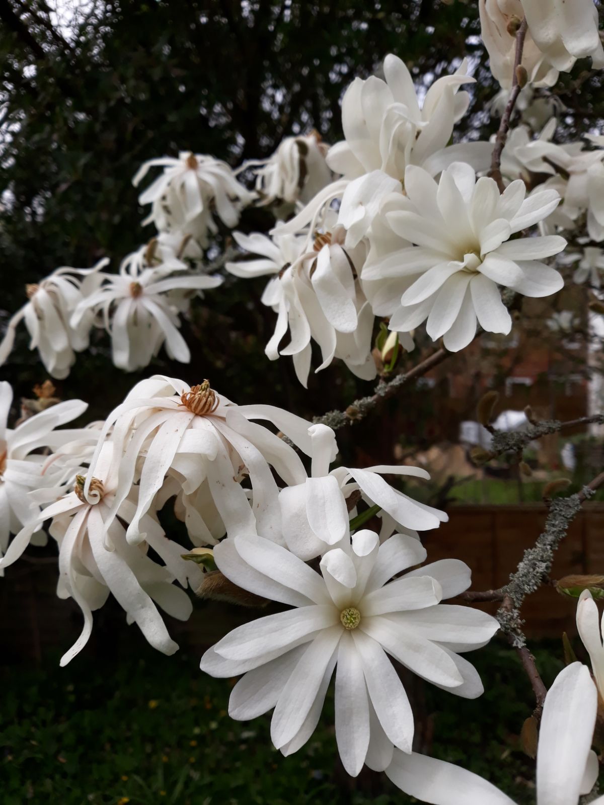Magnolia Massey Rose (Magnolia stellata) - Ladybird Nursery
