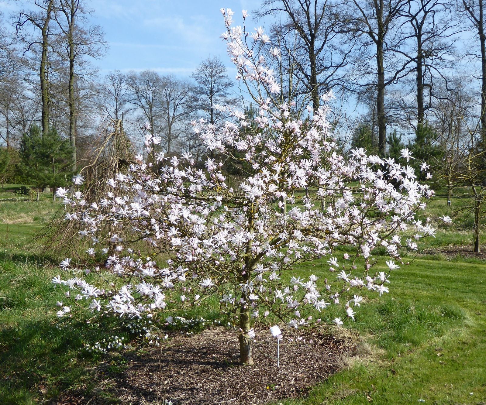Magnolia Massey Rose (Magnolia stellata) - Ladybird Nursery
