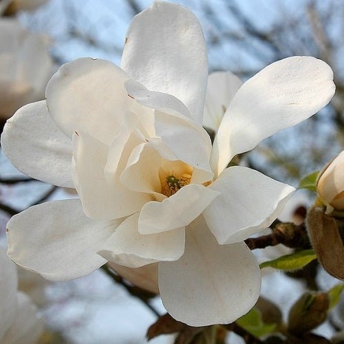 Magnolia Merrill (Magnolia loebneri) - Ladybird Nursery