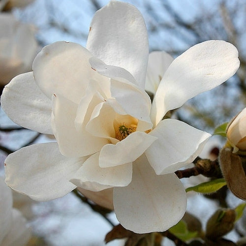 Magnolia Merrill (Magnolia loebneri)
