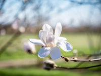 Magnolia Merrill (Magnolia loebneri)