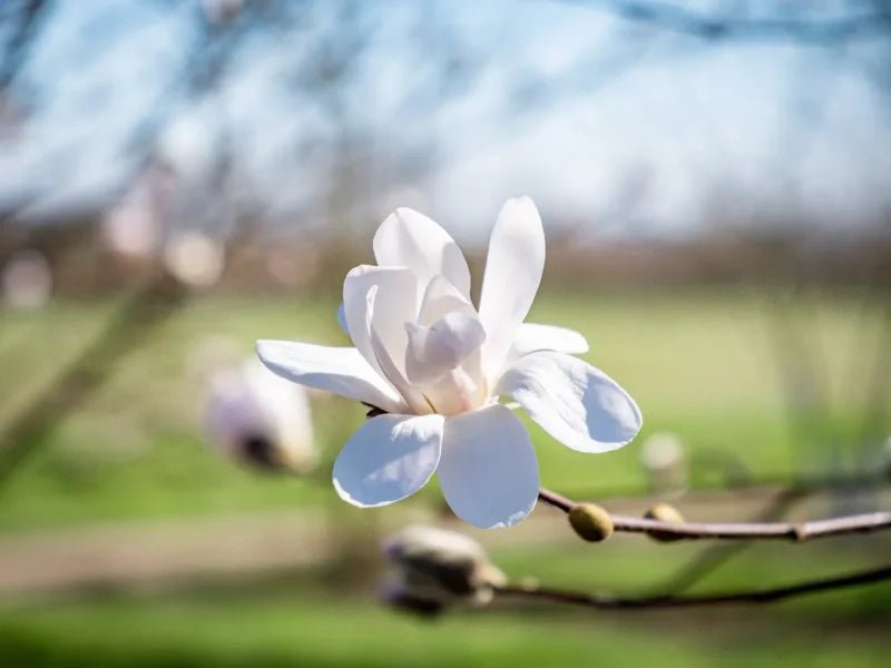 Magnolia Merrill (Magnolia loebneri) - Ladybird Nursery