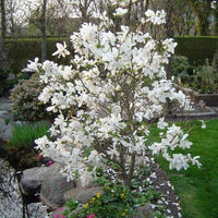 Magnolia Merrill (Magnolia loebneri) - Ladybird Nursery