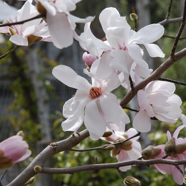 Magnolia Merrill (Magnolia loebneri) - Ladybird Nursery