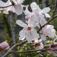 Magnolia Merrill (Magnolia loebneri)