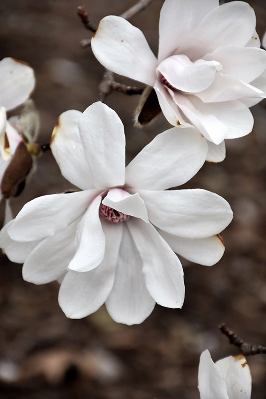 Magnolia Merrill (Magnolia loebneri) - Ladybird Nursery
