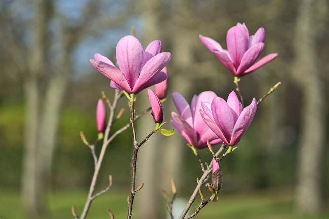Magnolia Nigra (Magnolia liliiflora)