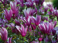 Magnolia Nigra (Magnolia liliiflora)