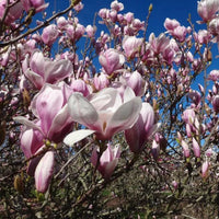 Magnolia Norbertii (Magnolia soulangeana)
