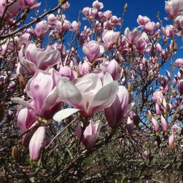 Magnolia Norbertii (Magnolia soulangeana) - Ladybird Nursery
