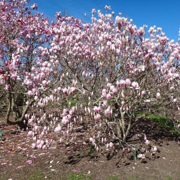 Magnolia Norbertii (Magnolia soulangeana)