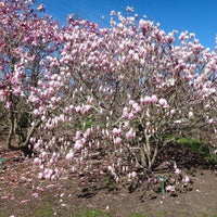 Magnolia Norbertii (Magnolia soulangeana) - Ladybird Nursery