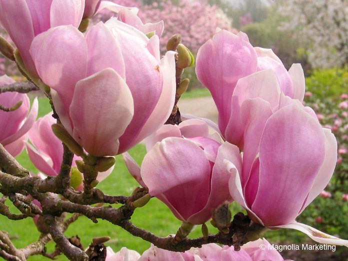 Magnolia Norbertii (Magnolia soulangeana)