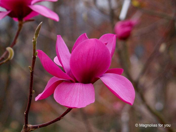 Magnolia Norbertii (Magnolia soulangeana) - Ladybird Nursery