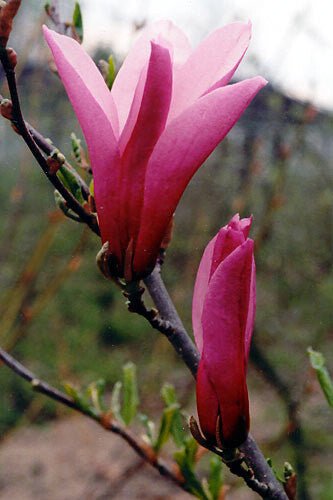 Magnolia Orchid - Ladybird Nursery