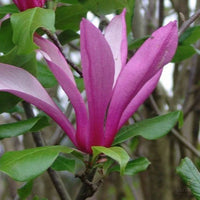 Magnolia Orchid - Ladybird Nursery