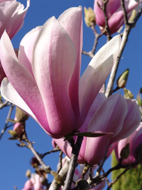 Magnolia Peppermint Stick
