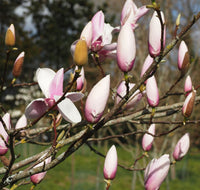 Magnolia Peppermint Stick - Ladybird Nursery