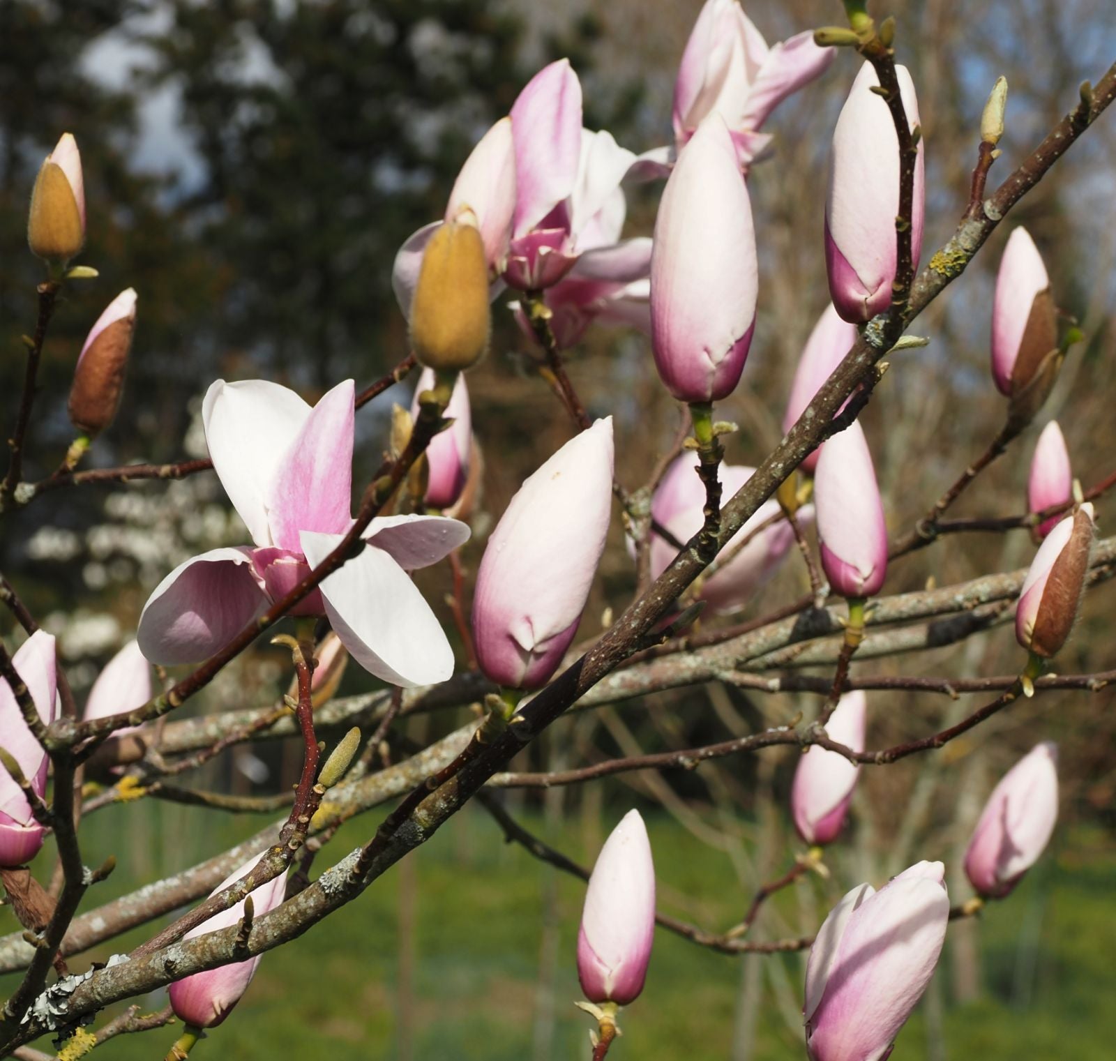 Magnolia Peppermint Stick - Ladybird Nursery