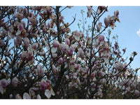 Magnolia Peppermint Stick - Ladybird Nursery