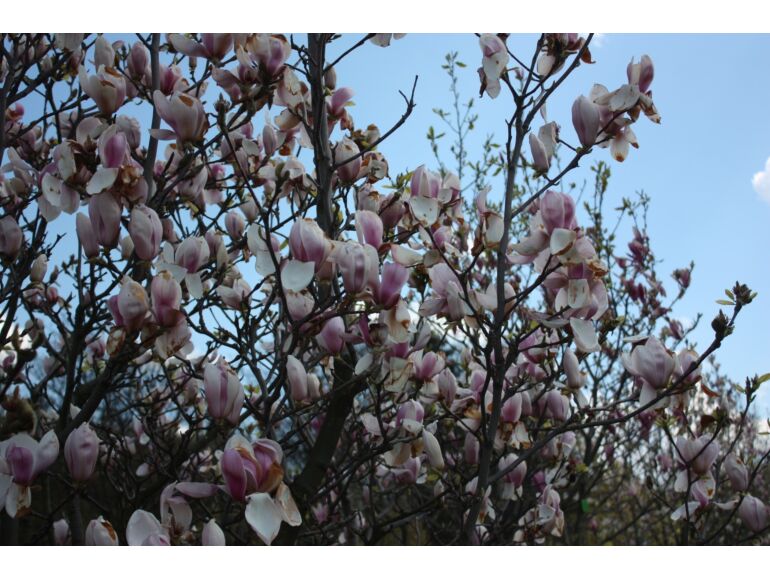 Magnolia Peppermint Stick - Ladybird Nursery