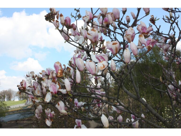 Magnolia Peppermint Stick