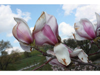 Magnolia Peppermint Stick