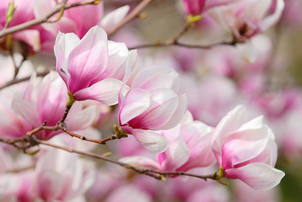 Magnolia Picture (Magnolia soulangeana) - Ladybird Nursery
