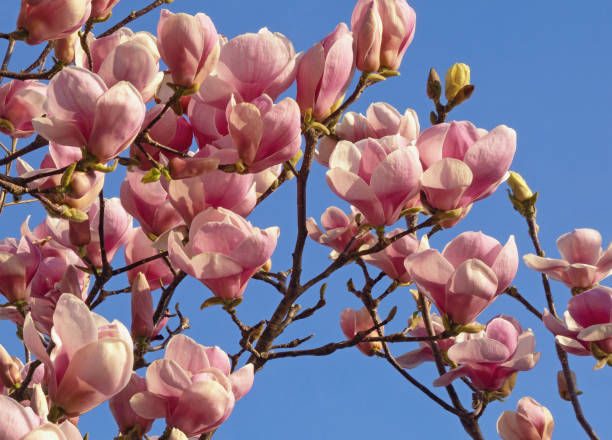Magnolia Picture (Magnolia soulangeana)