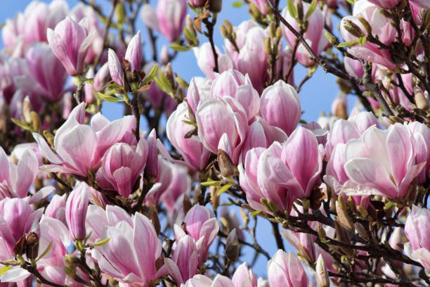Magnolia Picture (Magnolia soulangeana) - Ladybird Nursery