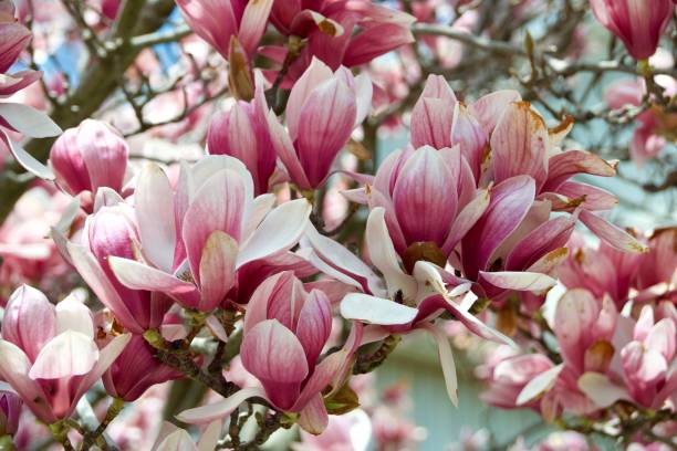 Magnolia Picture (Magnolia soulangeana) - Ladybird Nursery