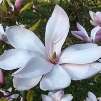 Magnolia Pinkie - Ladybird Nursery