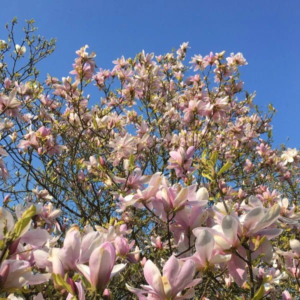 Magnolia Pinkie - Ladybird Nursery
