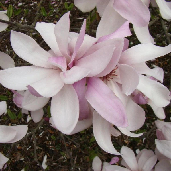Magnolia Pinkie