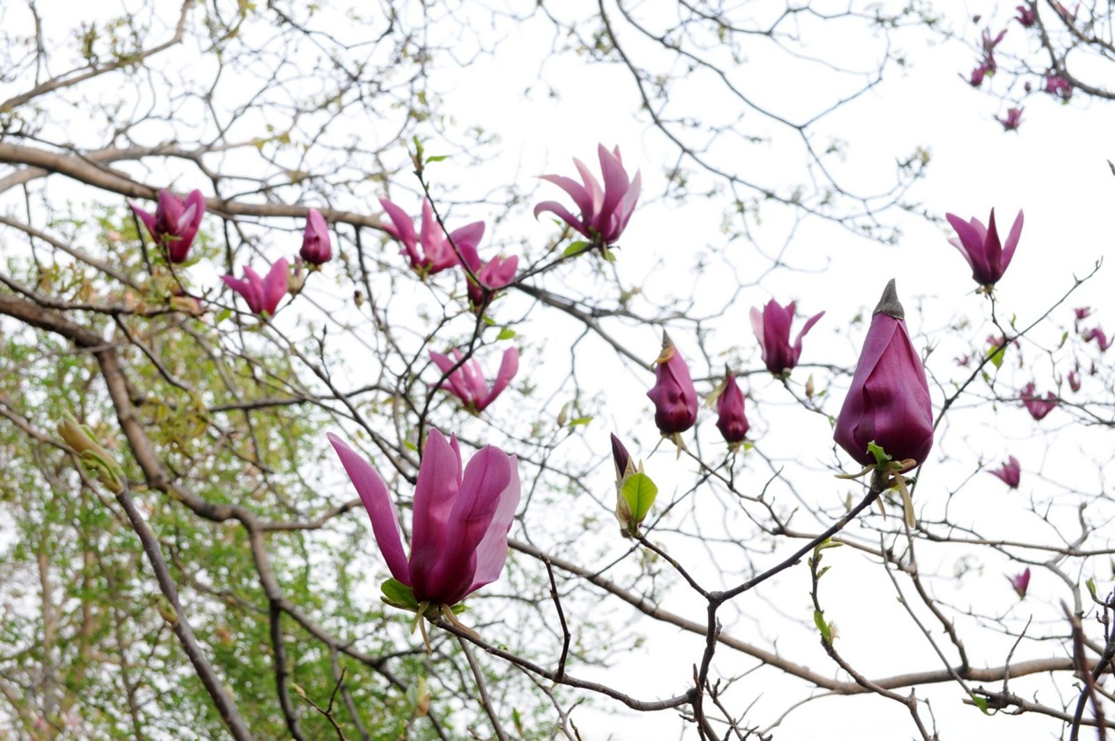 Magnolia Quinquepeta (Magnolia liliiflora) - Ladybird Nursery