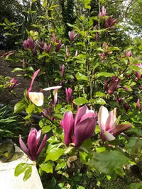 Magnolia Quinquepeta (Magnolia liliiflora) - Ladybird Nursery