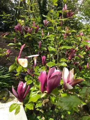 Magnolia Quinquepeta (Magnolia liliiflora) - Ladybird Nursery