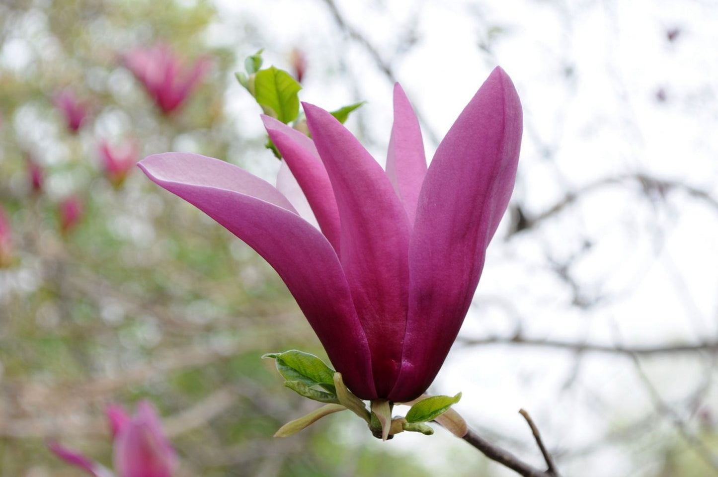 Magnolia Quinquepeta (Magnolia liliiflora)