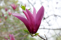 Magnolia Quinquepeta (Magnolia liliiflora) - Ladybird Nursery