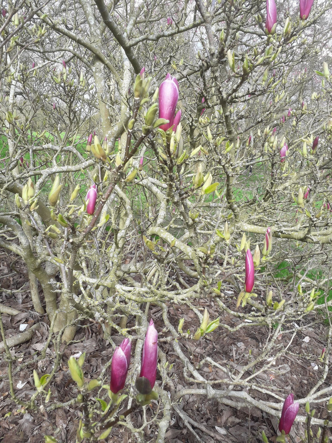 Magnolia Quinquepeta (Magnolia liliiflora) - Ladybird Nursery