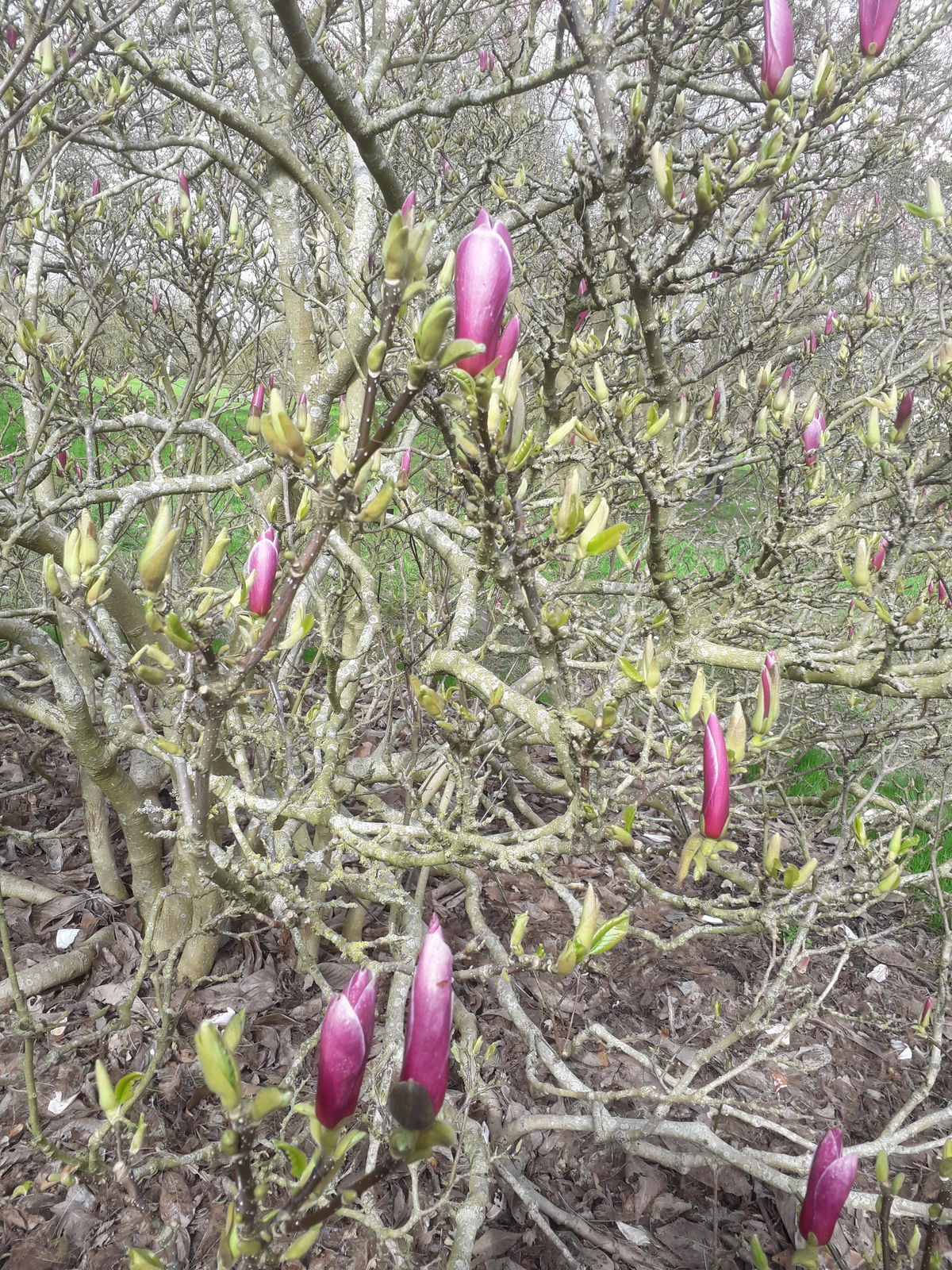Magnolia Quinquepeta (Magnolia liliiflora) - Ladybird Nursery